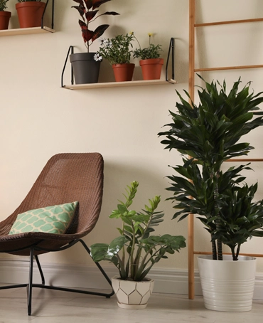 Plantes et végétation